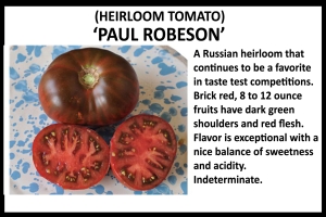 Tomato 'Paul Robeson'